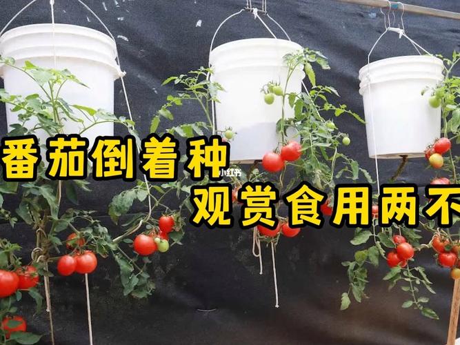 番茄视频怎么样好用吗_番茄怎么歪着种植视频教程 番茄视频怎么样好用吗_番茄怎么歪着种植视频教程 农业常识