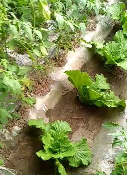 大庆有哪些家常菜_老头种满番茄怎么种植的 大庆有哪些家常菜_老头种满番茄怎么种植的 番茄病虫害防治