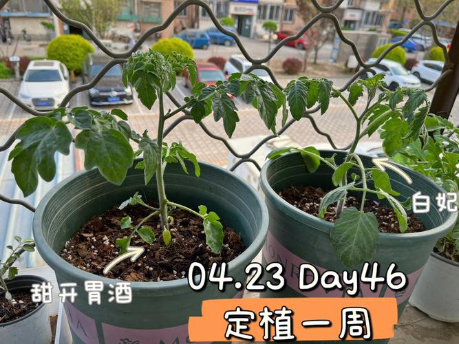 小番茄是从花苞长出来的吗_种植小番茄怎么打花苞视频 小番茄是从花苞长出来的吗_种植小番茄怎么打花苞视频 农业常识
