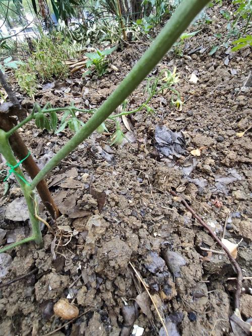 西红柿掐枝以后下雨了怎么补救_种植番茄怎么掐枝视频 西红柿掐枝以后下雨了怎么补救_种植番茄怎么掐枝视频 土壤施肥