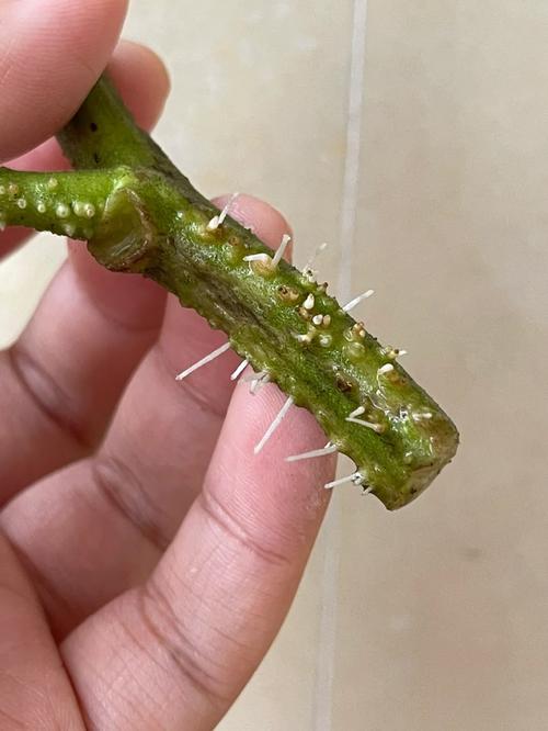 水培小番茄营养液配制_番茄怎么种植水培盆栽好看 水培小番茄营养液配制_番茄怎么种植水培盆栽好看 土壤施肥