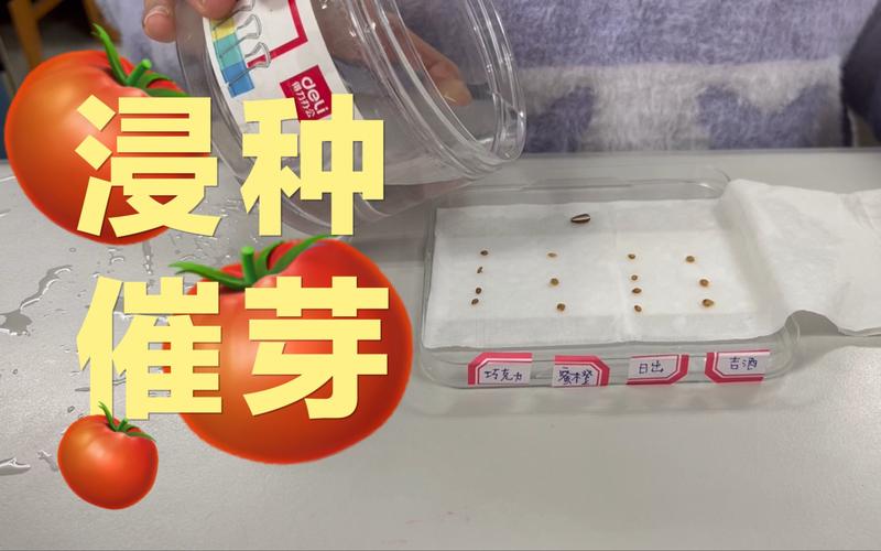 番茄种子怎么催芽播种_番茄籽催芽怎么种植方法视频 番茄种子怎么催芽播种_番茄籽催芽怎么种植方法视频 农业常识