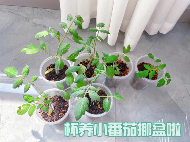 小番茄怎么种在花盆里_小番茄种植杯怎么种植视频 小番茄怎么种在花盆里_小番茄种植杯怎么种植视频 土壤施肥
