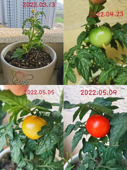 西红柿的种植与施肥和浇水_雨季番茄怎么种植方法视频 西红柿的种植与施肥和浇水_雨季番茄怎么种植方法视频 植物种类