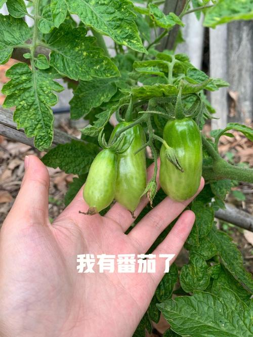 农田地怎样栽西红柿_在农村怎么种植番茄种子 农田地怎样栽西红柿_在农村怎么种植番茄种子 种植技巧
