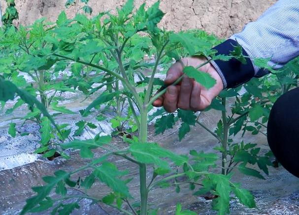 西红柿怎样切才能做成牡丹花_红牡丹番茄怎么种植视频 西红柿怎样切才能做成牡丹花_红牡丹番茄怎么种植视频 番茄种植技巧