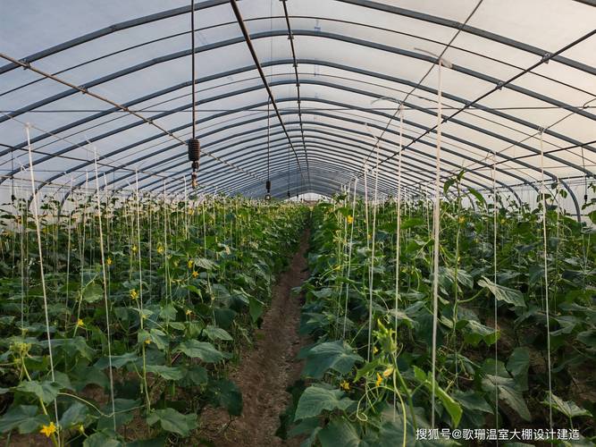 现在北方的温室大棚，都可以种植什么蔬菜，附加值较高_东北蔬菜种植小技巧图片大全 现在北方的温室大棚，都可以种植什么蔬菜，附加值较高_东北蔬菜种植小技巧图片大全 种植技巧