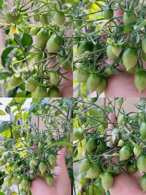 番茄长出果子后要不要多浇水_番茄果实怎么浇水种植视频 番茄长出果子后要不要多浇水_番茄果实怎么浇水种植视频 番茄病虫害防治