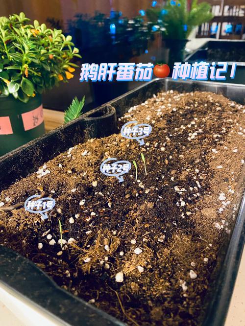请问圣女果怎么样留种_白色番茄种子怎么种植的视频 植物种类 请问圣女果怎么样留种_白色番茄种子怎么种植的视频 请问圣女果怎么样留种_白色番茄种子怎么种植的视频 植物种类