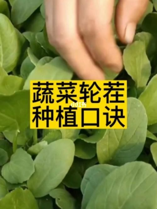 现在宅在家里拍蔬菜,有哪些摄影和修图技巧,能让照片更好看_蔬菜种植技巧口诀大全 农业常识 现在宅在家里拍蔬菜,有哪些摄影和修图技巧,能让照片更好看_蔬菜种植技巧口诀大全 现在宅在家里拍蔬菜,有哪些摄影和修图技巧,能让照片更好看_蔬菜种植技巧口诀大全 农业常识