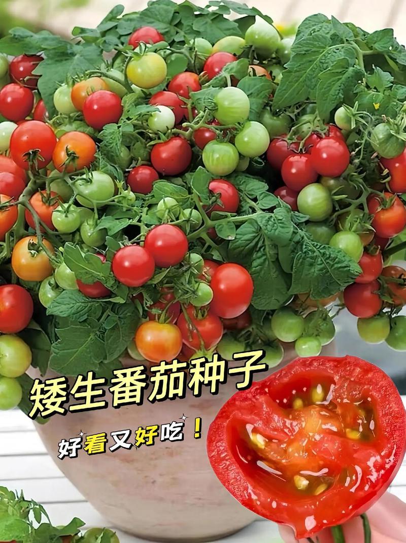小西红柿种子怎么种植_小番茄地里怎么种植好呢视频 小西红柿种子怎么种植_小番茄地里怎么种植好呢视频 植物种类
