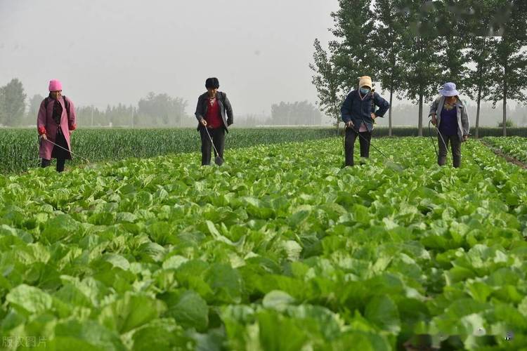 无公害蔬菜标准_无公害蔬菜种植技巧图解视频 无公害蔬菜标准_无公害蔬菜种植技巧图解视频 植物种类