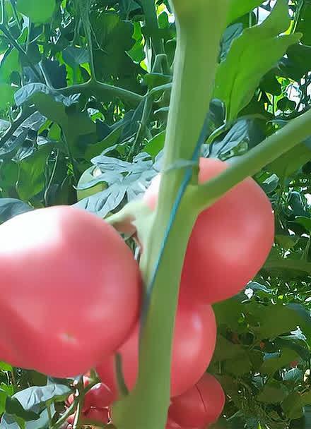 沙培西红柿的沙子多深好_沙培番茄怎么种植视频 沙培西红柿的沙子多深好_沙培番茄怎么种植视频 花朵知识