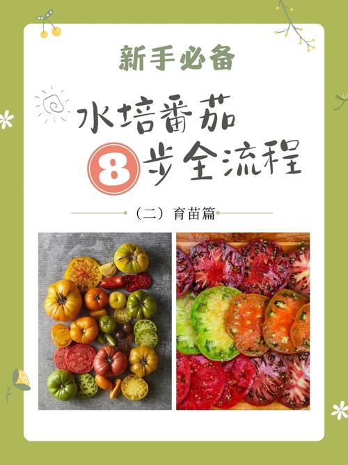 番茄水培季节_番茄种子怎么水培种植的视频 番茄水培季节_番茄种子怎么水培种植的视频 植物种类