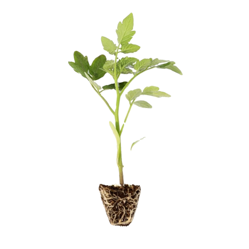 红珍珠番茄盆种方法_黑珍珠番茄苗怎么种植视频 红珍珠番茄盆种方法_黑珍珠番茄苗怎么种植视频 农业常识