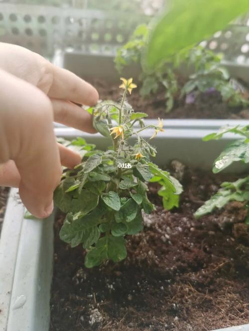 番茄苗都开花了可以移栽吗_番茄烂了怎么种植花盆上的 番茄苗都开花了可以移栽吗_番茄烂了怎么种植花盆上的 番茄病虫害防治