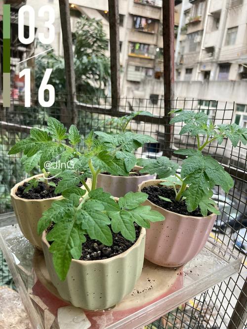 没籽的番茄是不是催熟的_小矮番茄怎么种植视频教程 没籽的番茄是不是催熟的_小矮番茄怎么种植视频教程 土壤施肥
