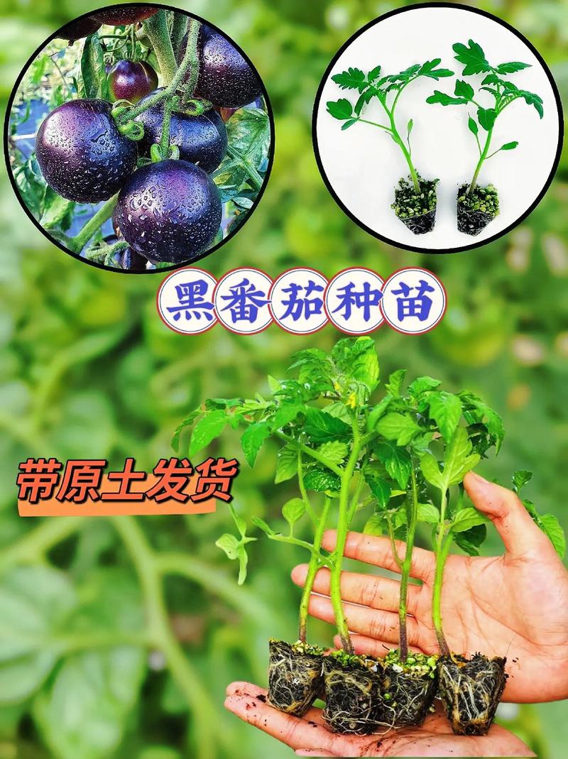 农家种的西红柿上发黑怎么回事_家庭种植黑番茄怎么种植的 农家种的西红柿上发黑怎么回事_家庭种植黑番茄怎么种植的 番茄病虫害防治