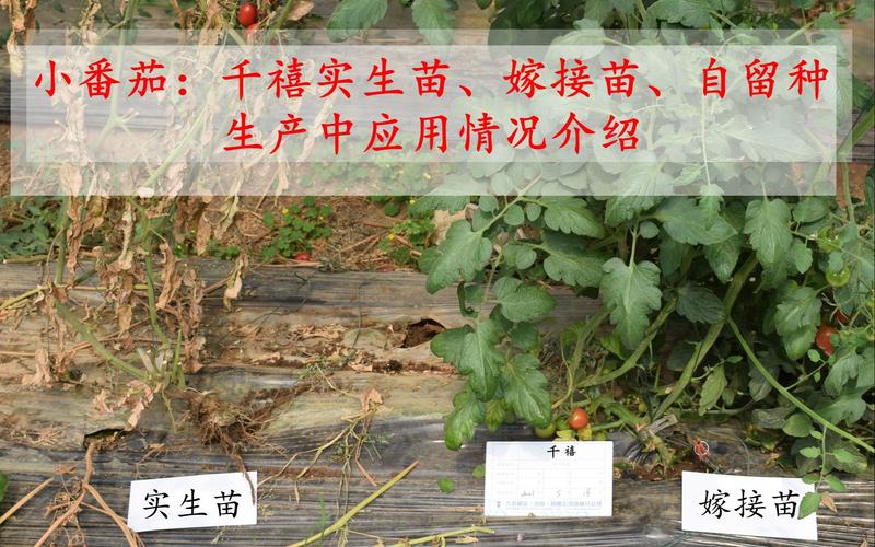 千禧小番茄怎么育苗_千玺番茄怎么种植的 种植技巧 千禧小番茄怎么育苗_千玺番茄怎么种植的 千禧小番茄怎么育苗_千玺番茄怎么种植的 种植技巧