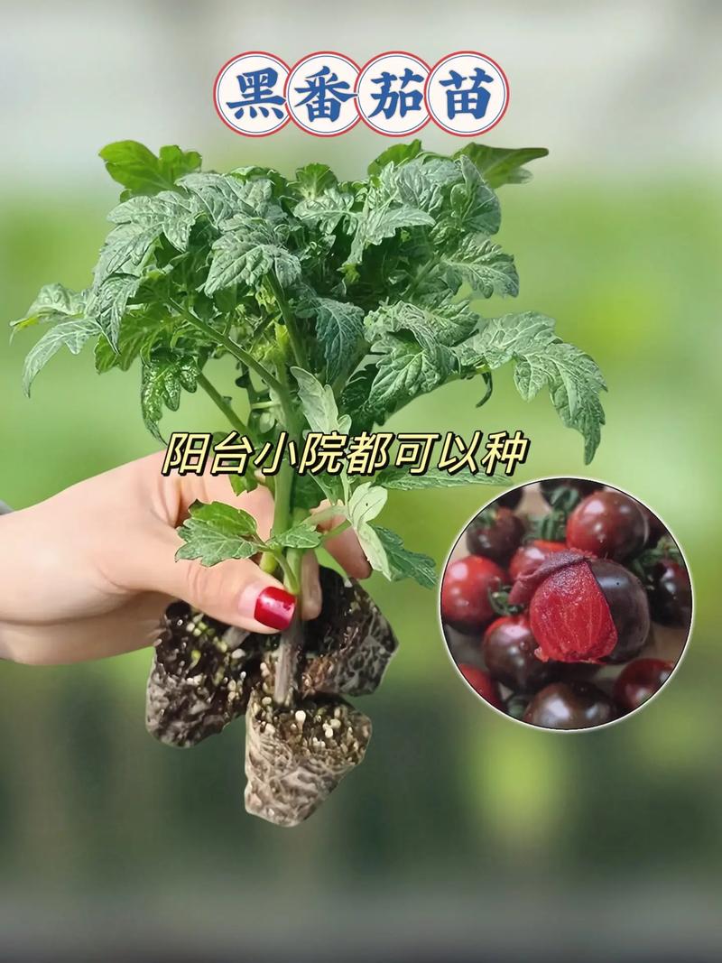 阳台如何种植西红柿_黑番茄阳台怎么种植好呢视频 阳台如何种植西红柿_黑番茄阳台怎么种植好呢视频 农业常识
