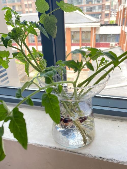 番茄水培季节_水培水果番茄怎么种植的视频 番茄水培季节_水培水果番茄怎么种植的视频 花朵知识