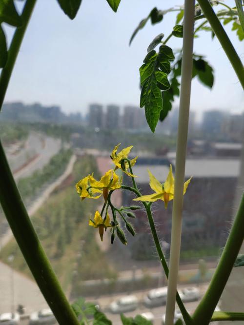 二茬秋西红柿只开花不结果_番茄怎么留二茬种植视频 土壤施肥 二茬秋西红柿只开花不结果_番茄怎么留二茬种植视频 二茬秋西红柿只开花不结果_番茄怎么留二茬种植视频 土壤施肥