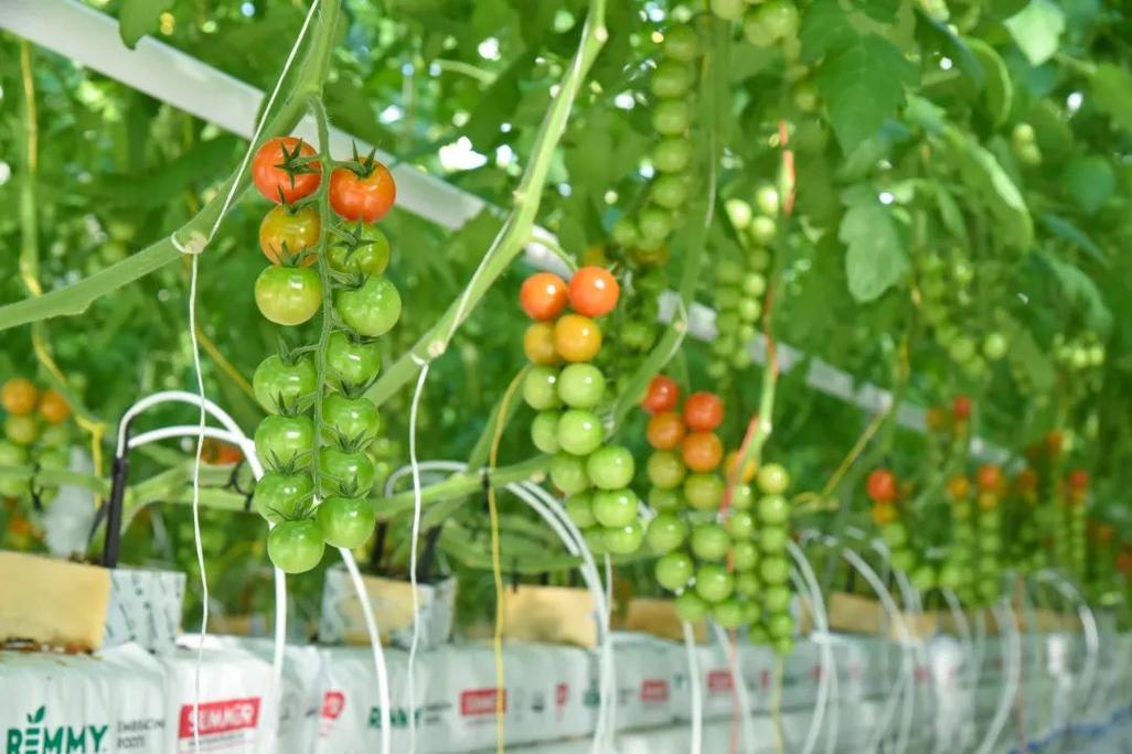 五彩樱桃番茄怎么样种植能高产_番茄长条盆怎么种植视频 五彩樱桃番茄怎么样种植能高产_番茄长条盆怎么种植视频 土壤施肥