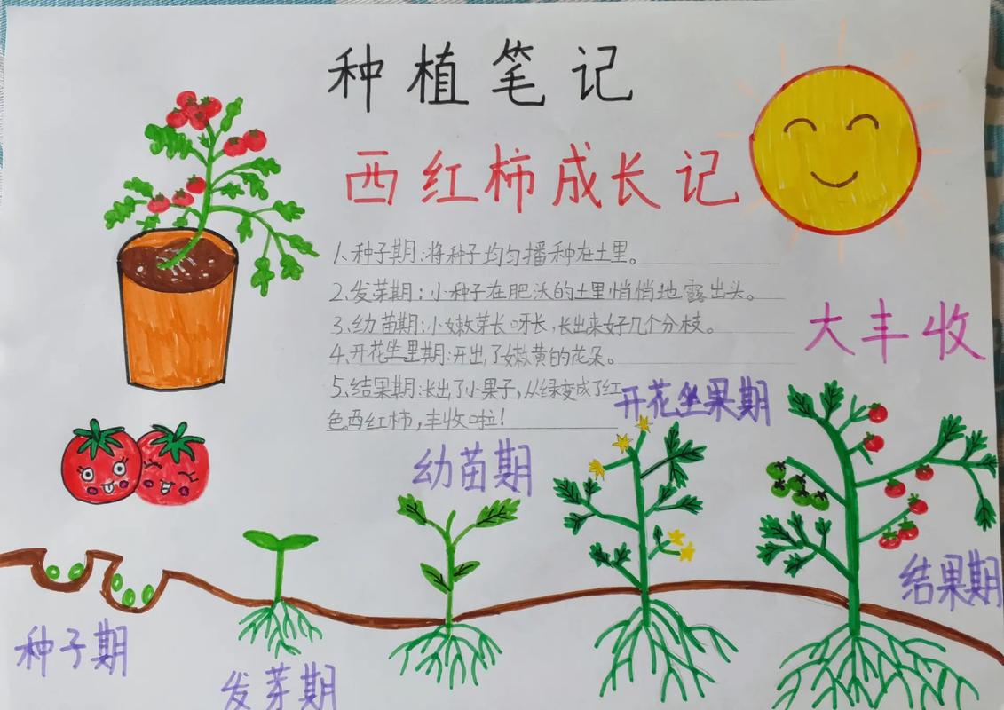 种小番茄的方法和步骤_番茄种植思路怎么写好看一点 土壤施肥 种小番茄的方法和步骤_番茄种植思路怎么写好看一点 种小番茄的方法和步骤_番茄种植思路怎么写好看一点 土壤施肥