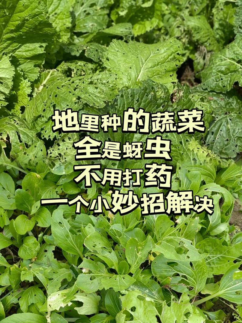 种菜防虫害最好的方法_蔬菜种植技巧防虫害措施有哪些 种菜防虫害最好的方法_蔬菜种植技巧防虫害措施有哪些 农业常识