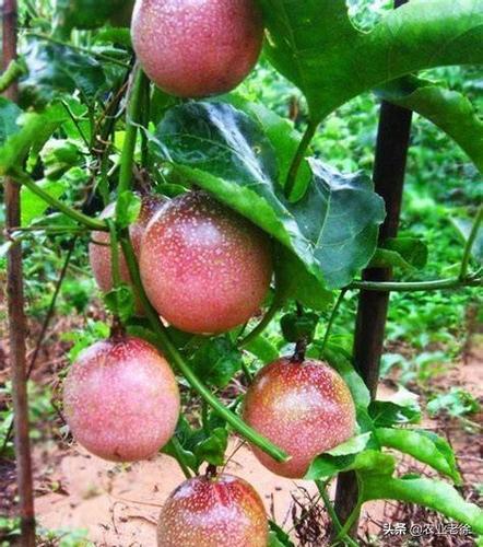 百香果种植方法及技术_小番茄怎么攀藤种植视频 百香果种植方法及技术_小番茄怎么攀藤种植视频 农业常识