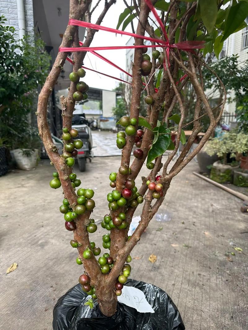 嘉宝果怎样才能多结果_海南有机蔬菜种植小技巧和方法 嘉宝果怎样才能多结果_海南有机蔬菜种植小技巧和方法 花朵知识