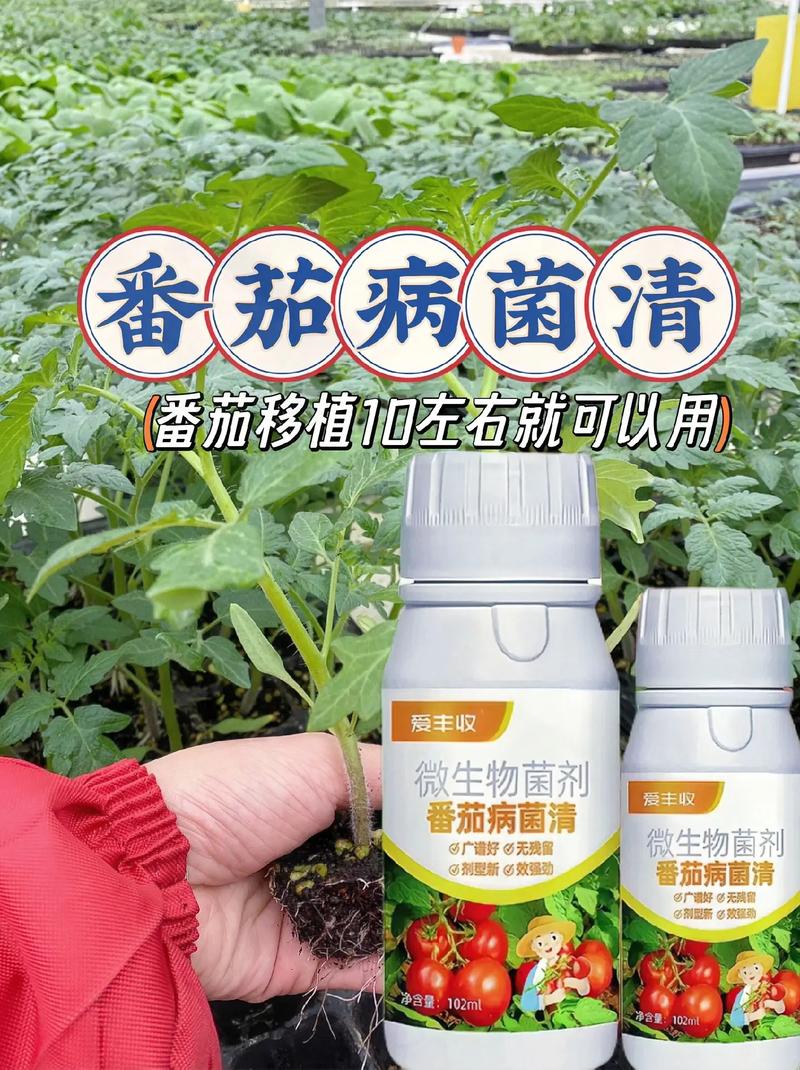 番茄防病用什么药_小番茄种植怎么防病害 番茄防病用什么药_小番茄种植怎么防病害 农业常识