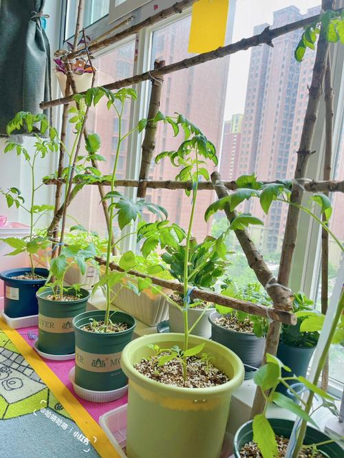 露天种植西红柿怎样搭架子_番茄糖梅怎么种植视频 露天种植西红柿怎样搭架子_番茄糖梅怎么种植视频 种植技巧