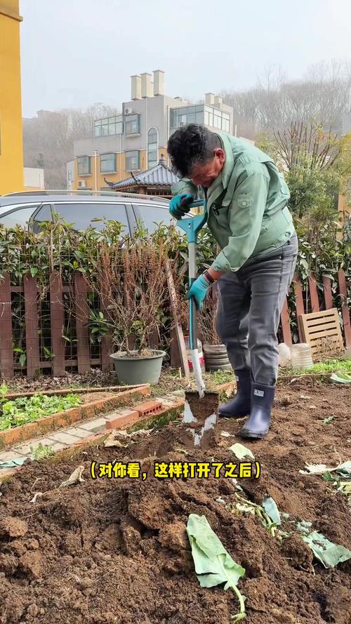 越冬茬丝瓜如何进行冬季管理_低温蔬菜种植技巧视频教程 越冬茬丝瓜如何进行冬季管理_低温蔬菜种植技巧视频教程 花朵知识