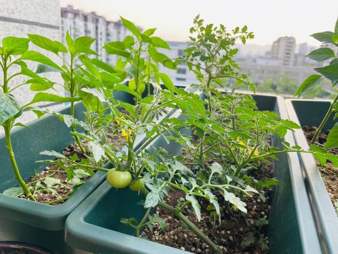 买来的番茄和辣椒怎么样种植_番茄套装怎么种植视频 买来的番茄和辣椒怎么样种植_番茄套装怎么种植视频 土壤施肥