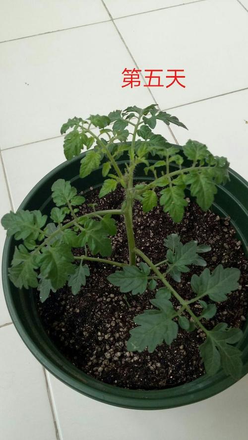 番茄种盆里可以用盐水浇水吗_新疆干旱怎么种植番茄种子 番茄种盆里可以用盐水浇水吗_新疆干旱怎么种植番茄种子 种植技巧