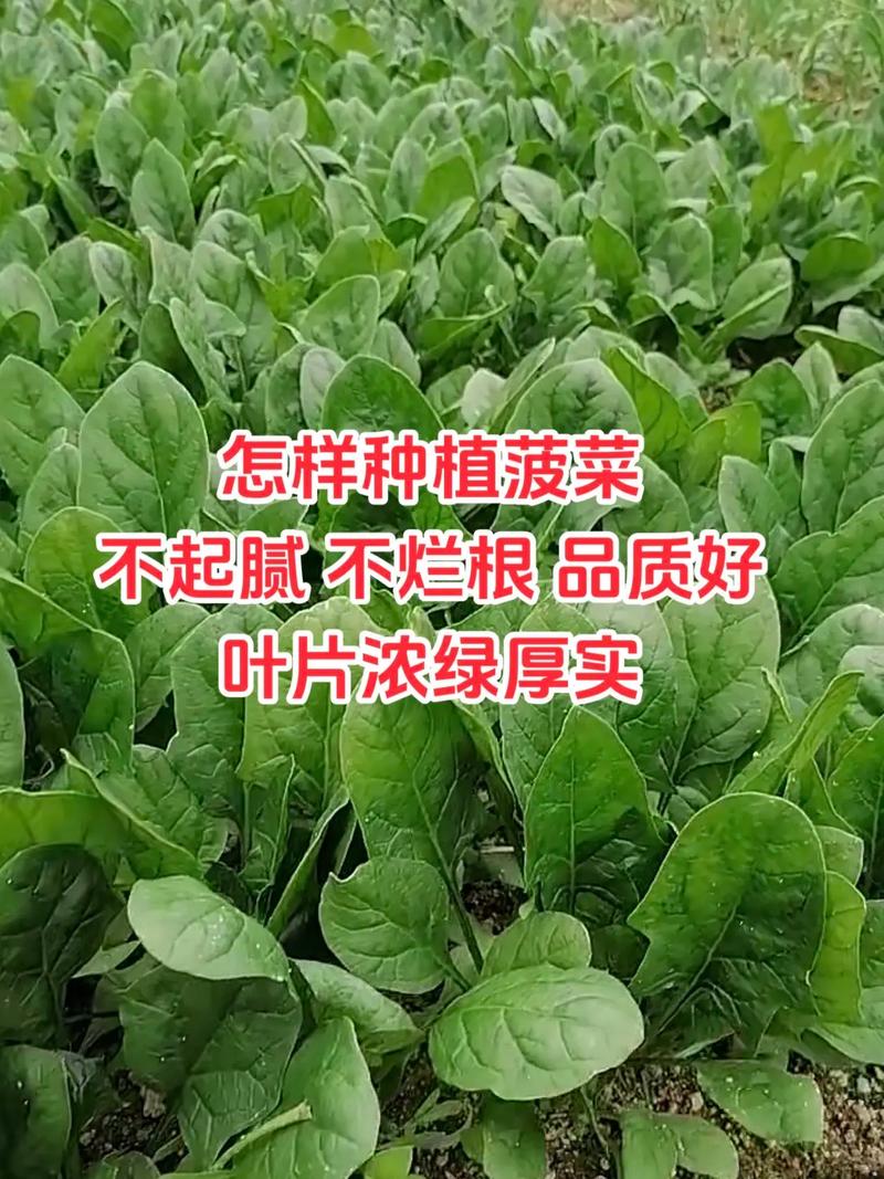 菠菜萝卜什么时候种植比较好_菠菜怎么种植小番茄苗视频 菠菜萝卜什么时候种植比较好_菠菜怎么种植小番茄苗视频 番茄病虫害防治
