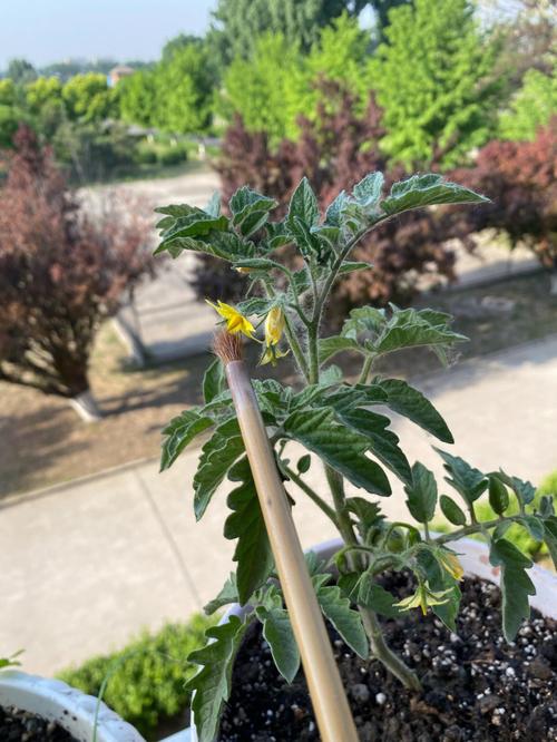 自己辛辛苦苦养的花，好不容易开花了，结果朋友来问要，给不给呢_番茄盆栽怎么种植爆盆视频 自己辛辛苦苦养的花，好不容易开花了，结果朋友来问要，给不给呢_番茄盆栽怎么种植爆盆视频 植物种类