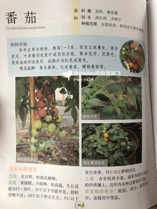 辣椒，茄子，番茄三者可以套种吗？种植时要注意什么问题_番茄怎么种植蔬菜过程视频 辣椒，茄子，番茄三者可以套种吗？种植时要注意什么问题_番茄怎么种植蔬菜过程视频 农业常识