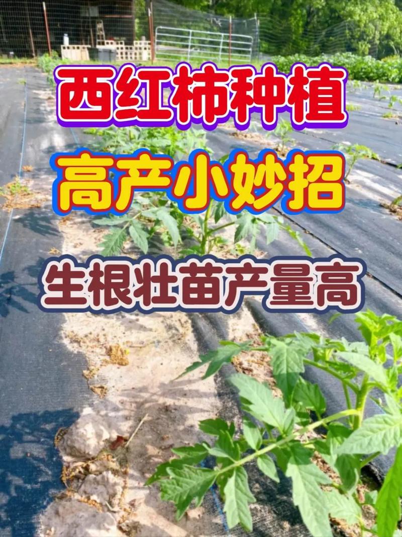 西红柿怎样种植更高产_番茄树怎么种植高产视频 西红柿怎样种植更高产_番茄树怎么种植高产视频 土壤施肥