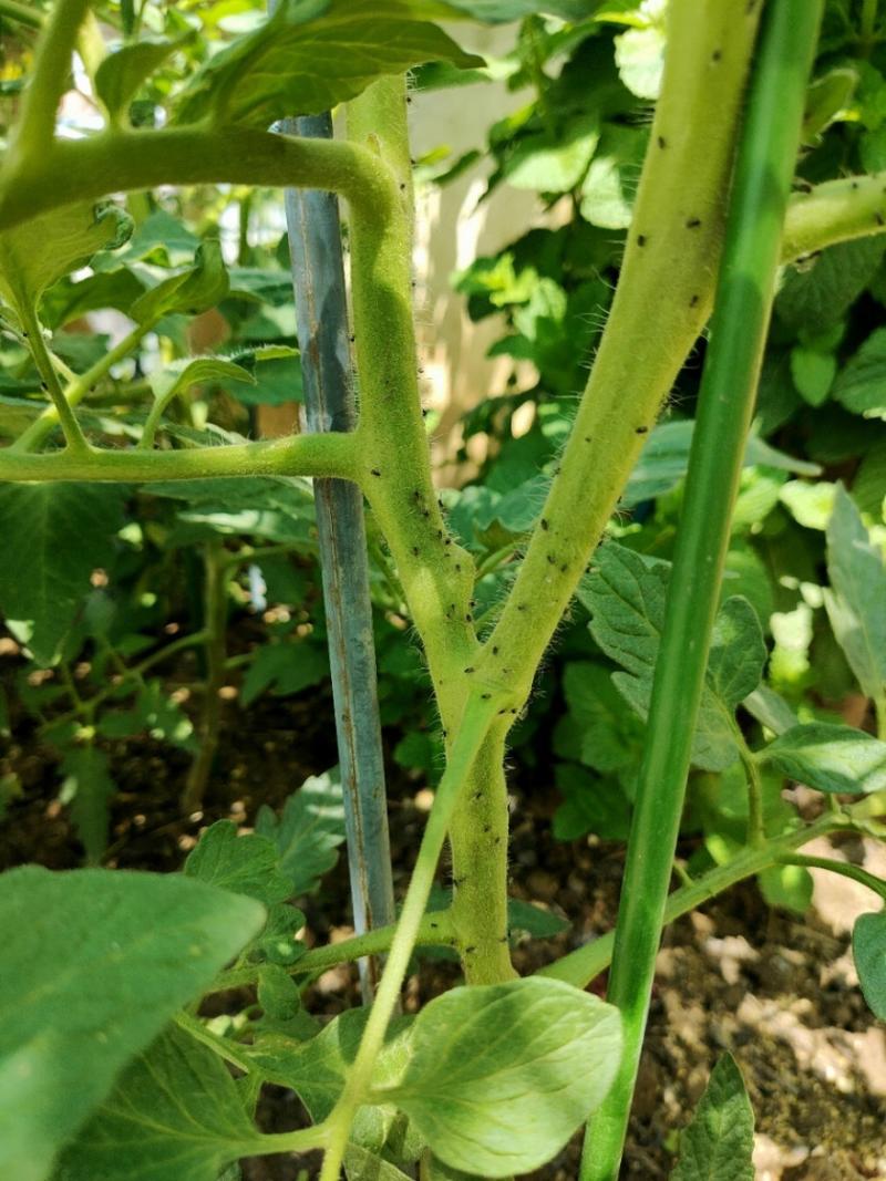 西红柿上小黑飞虫怎么治_小黑番茄怎么管理种植的 西红柿上小黑飞虫怎么治_小黑番茄怎么管理种植的 土壤施肥