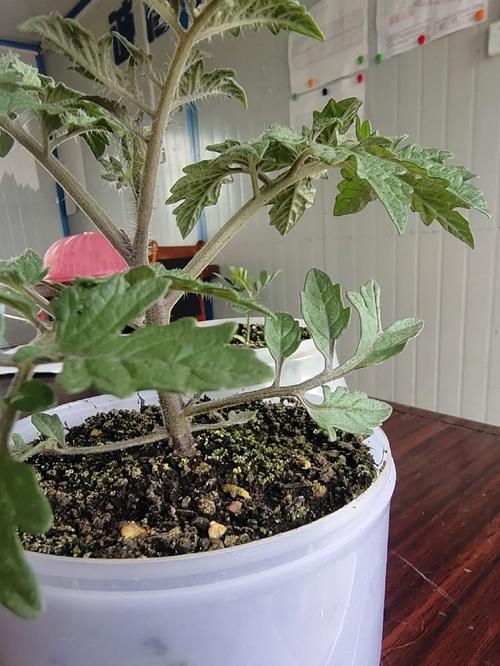 盆栽西红柿的椰糠土应如何配制_番茄怎么种植土壤 盆栽西红柿的椰糠土应如何配制_番茄怎么种植土壤 花朵知识