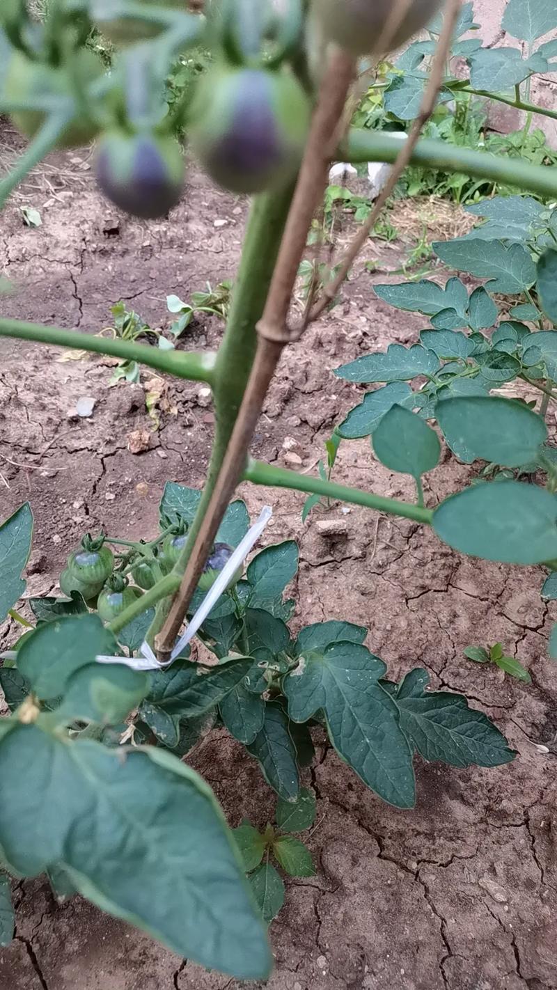 豆角黄瓜西红柿能挨着种吗_番茄遇见黄瓜怎么种植视频 豆角黄瓜西红柿能挨着种吗_番茄遇见黄瓜怎么种植视频 花朵知识