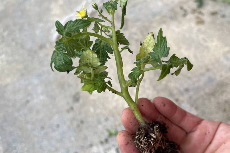 番茄栽种全过程_番茄苗培育怎么种植方法视频 番茄栽种全过程_番茄苗培育怎么种植方法视频 农业常识