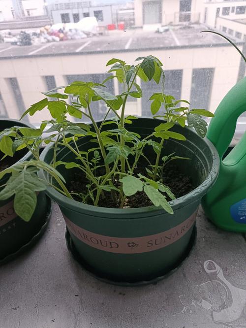 番茄发芽后怎么种_播种蔬菜番茄怎么种植视频 番茄发芽后怎么种_播种蔬菜番茄怎么种植视频 土壤施肥