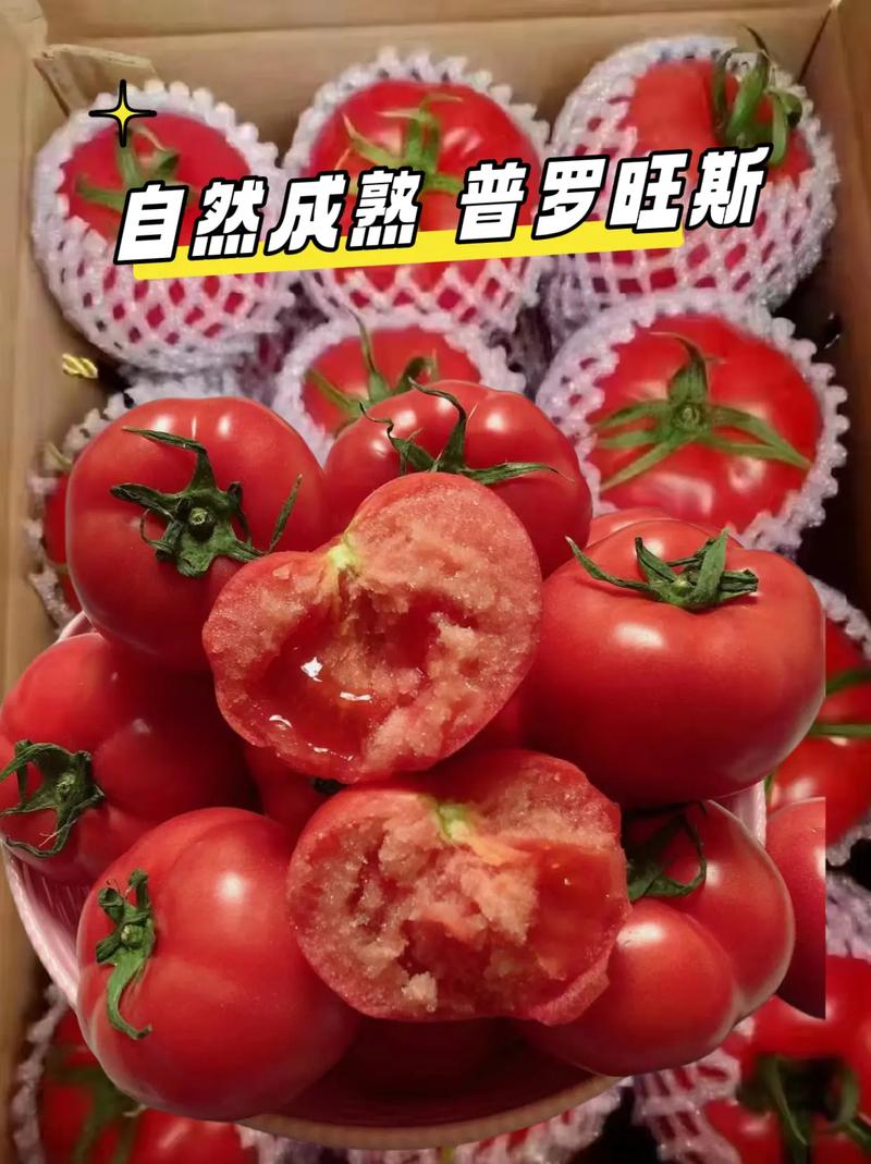 普罗旺斯番茄8月栽培是否可以_进口种子番茄怎么种植的 普罗旺斯番茄8月栽培是否可以_进口种子番茄怎么种植的 花朵知识