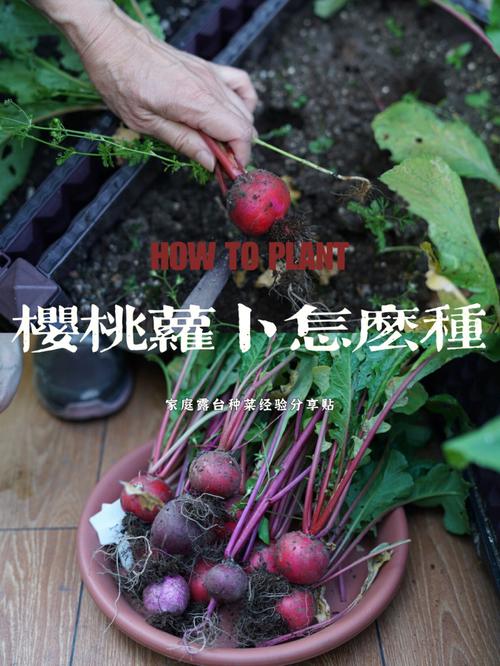 种植樱桃萝卜的方法是什么_自种番茄萝卜怎么种植视频 种植樱桃萝卜的方法是什么_自种番茄萝卜怎么种植视频 种植技巧