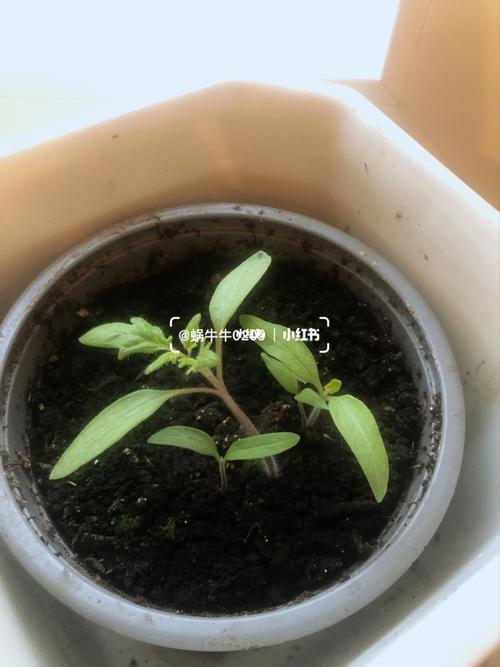 西红柿籽最简单种植方法_在家番茄种子怎么种植好呢 西红柿籽最简单种植方法_在家番茄种子怎么种植好呢 土壤施肥