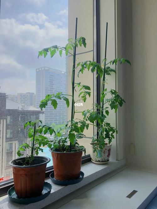 楼内怎么种植西红柿_家庭怎么种植番茄树视频 楼内怎么种植西红柿_家庭怎么种植番茄树视频 土壤施肥