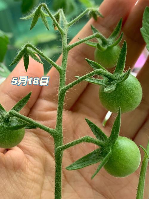 阳台种的西红柿需要加施什么肥_番茄阳台种植怎么施肥视频 种植技巧 阳台种的西红柿需要加施什么肥_番茄阳台种植怎么施肥视频 阳台种的西红柿需要加施什么肥_番茄阳台种植怎么施肥视频 种植技巧